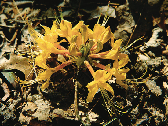 R. 'Escatawpa'