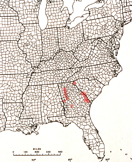 R. flammeum distribution