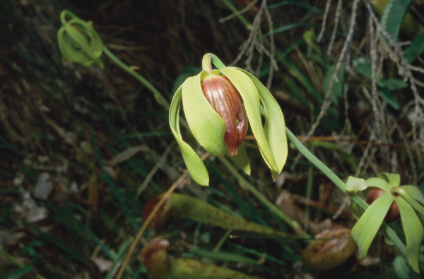 Darlingtonia californica