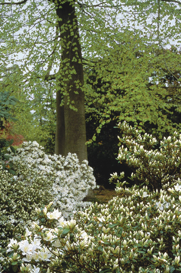R. ledifolium alba, Valley Gardens.
