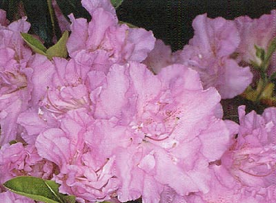 R. 'Elsie Lee'