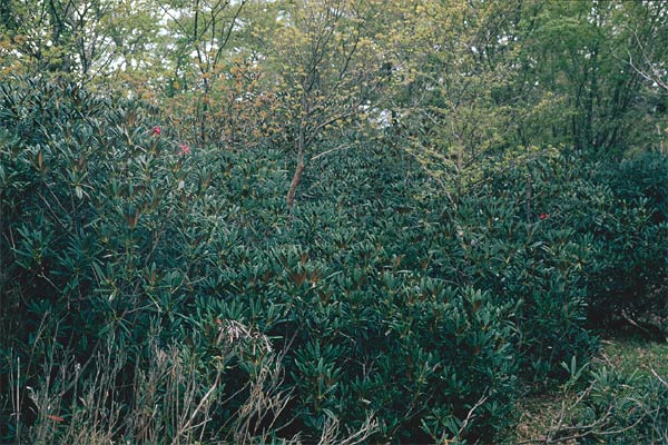 Yamato Shakunage on Mt. Shakagadake,
Japan