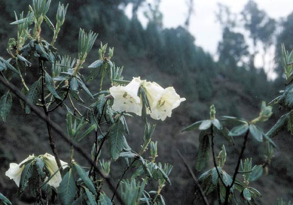 R. dalhousiae var. dalhousiae in West Bengal,
India
