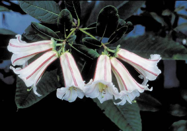 R. dalhousiae var. rhabdotum