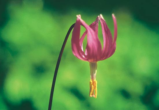 Erythronium revolutum