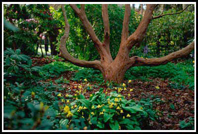 R. thompsonii at the Abkhazi garden