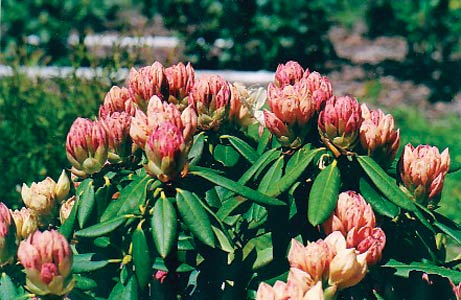 R. 'Nova Sunrise'
in bud