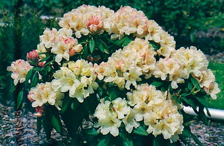 R. 'Nova Sunrise'
in full flower