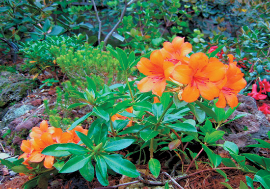 Figure 1. R. acrophilum
and R. ericoides