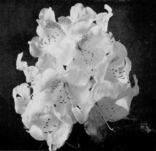 R. 'Beauty of Littleworth'