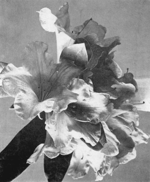 R. 'Brittania' x griersonianum