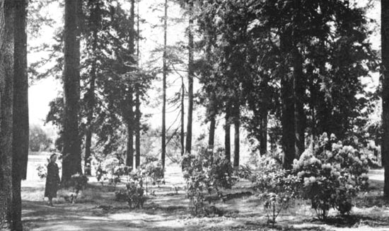 Hybrids growing at the Crystal Lake Island A.R.S. Trial Gardens