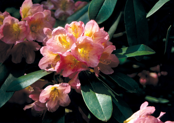 R. 'Oregon Expressions'