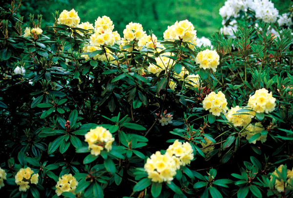 R. 'Golden Harbinger'