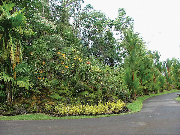 Bill's Bank at the Public Vireya Garden