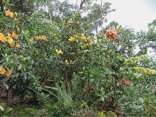 A view at the Hawaii Chapter Public Vireya Garden.