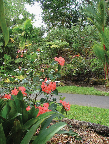 A view at the Public Vireya Garden.