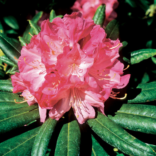 R. 'Peppermint Twist'