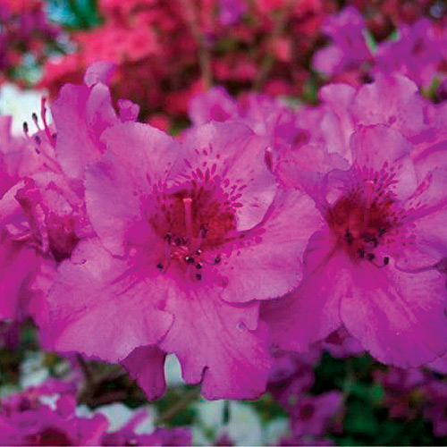 R. 'Purple Splendor'