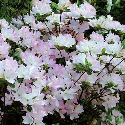 R. 'Madame Butterfly'