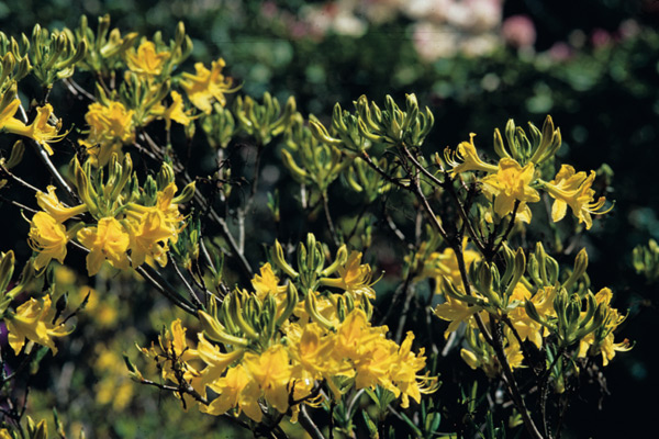 The deciduous azalea
Rhododendron luteum