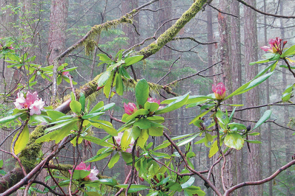 Fig 2: R. macrophyllum at Mount Elphinstone