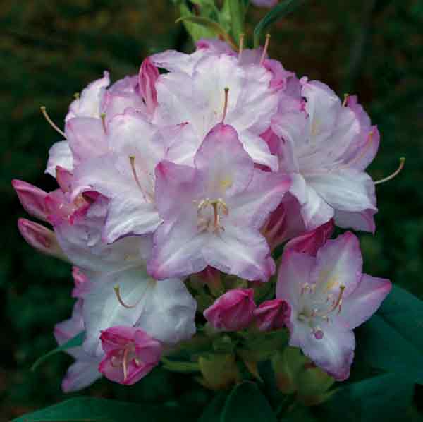 Figure 1. Truss of 'Fragrant Affinity' 
in full flower.