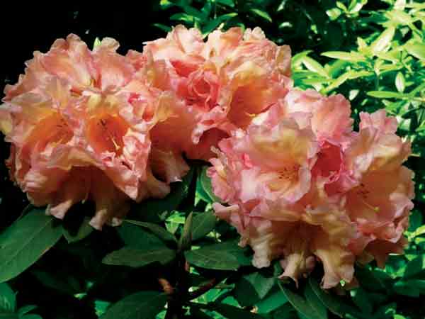 R. 'Apricot Fantasy' X R. 'Buttermint'