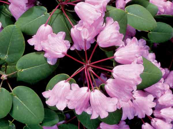 Rhododendron orbiculare