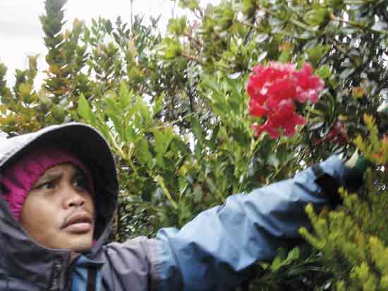 Figure 6. Sukaibin Sumail with
R. buxifolium truss.