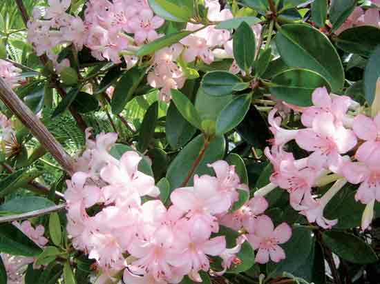 R. jasminiflorum hybrid