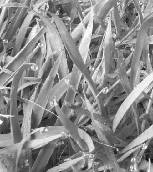 Guttation on grass blades.
