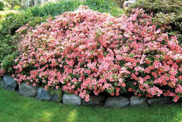 R. 'Balsaminiflorum'