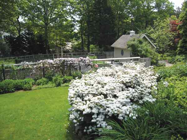 R. kiusianum 'Album'