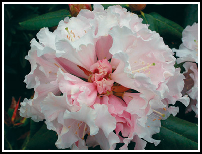 R. 'Spring Fragrance'