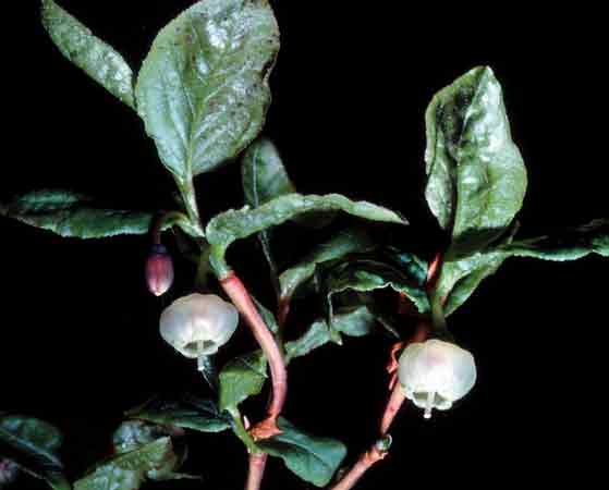 V. membranaceum flowers