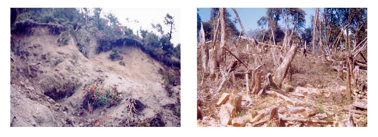 Figure 3. Examples of natural and 
anthropogenic factors affecting habitat of rhododendrons.