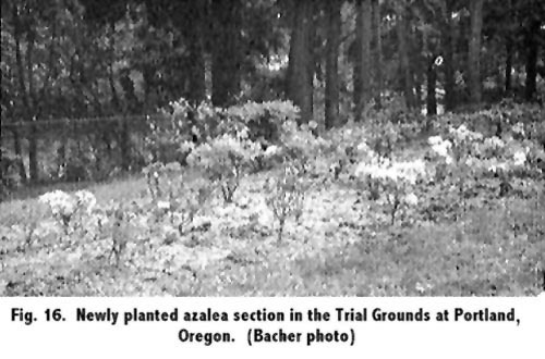 Newly planted azalea section at ARS Trial Garden