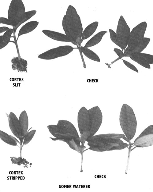 Rooting response of cuttings of catawbiense hybrids showing the increase in 