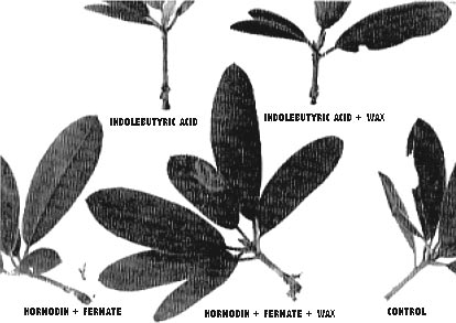 Rooting response at the end of 8 weeks