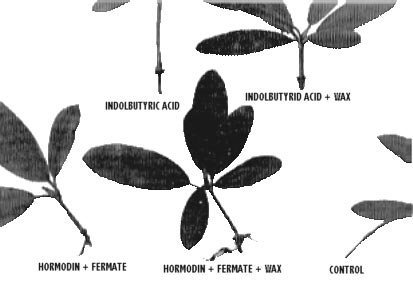 Rooting response at the end of 8 weeks