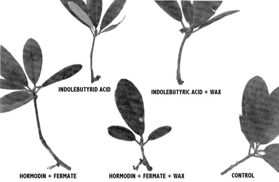 Rooting response at the end of 8 weeks