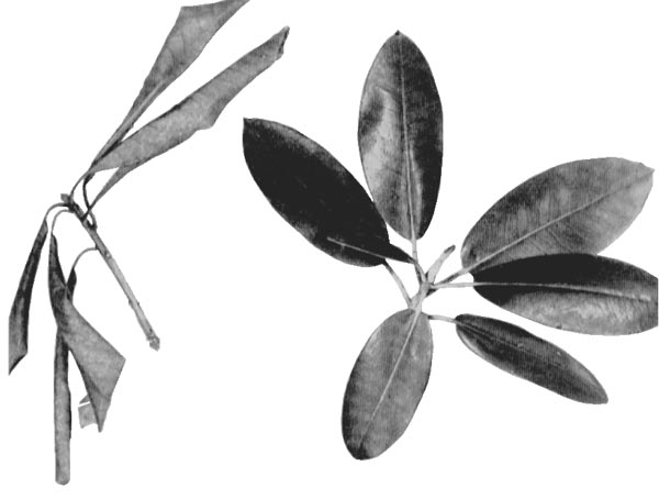 Toxic effect as shown by a cutting of Rhododendron catawbiense Roseum 
Elegans when treated with indolebutyric acid