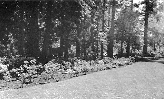 Azalea border at the Trial Garden