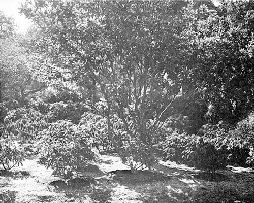 R. 'Loderi' and 'Naomi' section